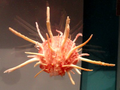 Spondylus regius - Royal Ontario Museum - DSC00205 photo