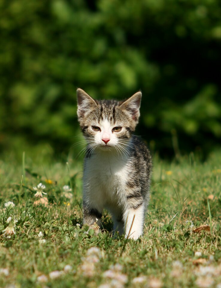 Domestic cat grass kitten