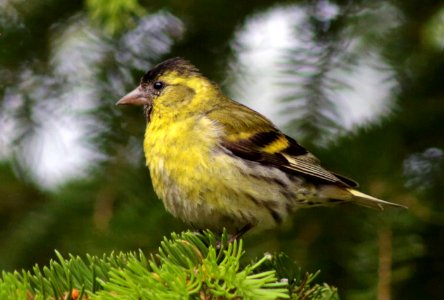 Spinus spinus Simo 20170624 02