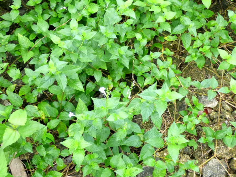 Small Chinese violet (Asystasia gangetica subsp micrantha) habit