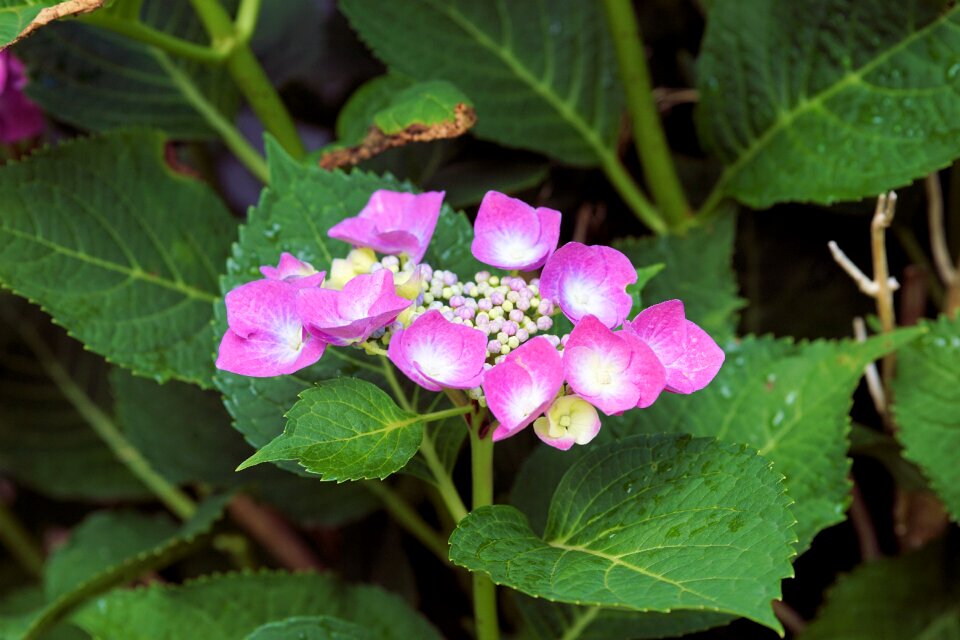 Nature garden plant