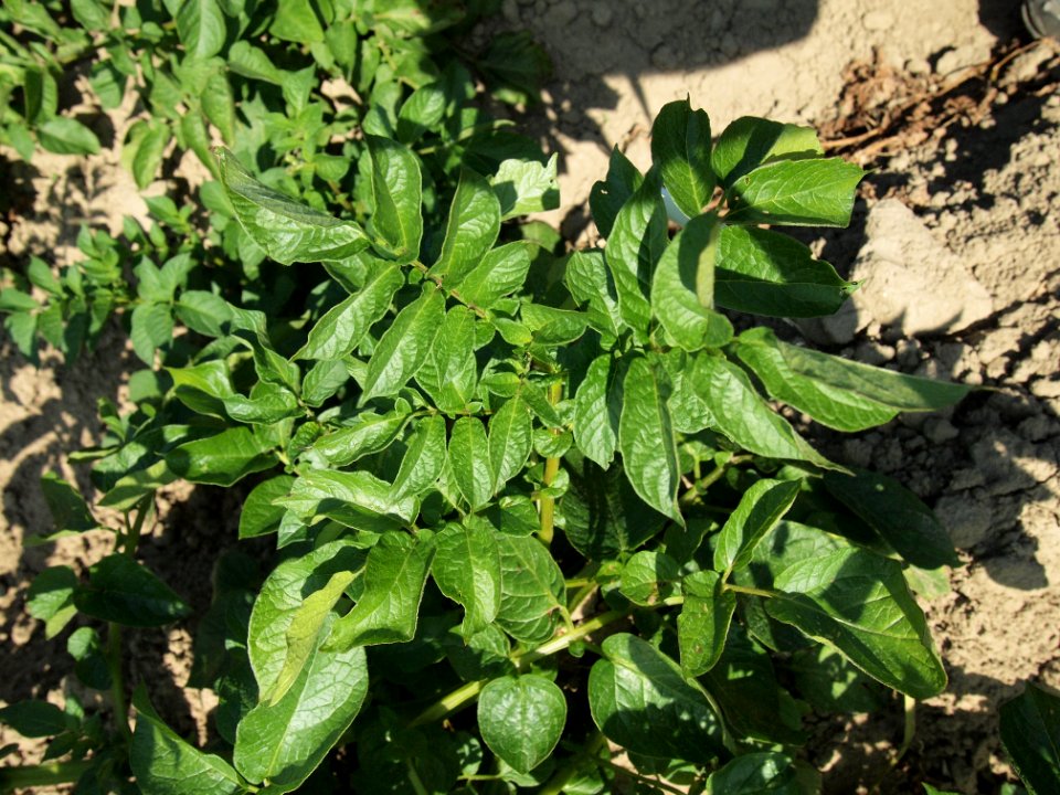 Solanum tuberosum Kuhbauch (02)