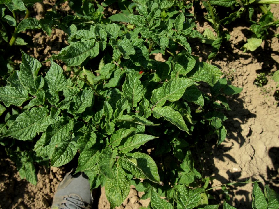 Solanum tuberosum Linzer Blaue (02)