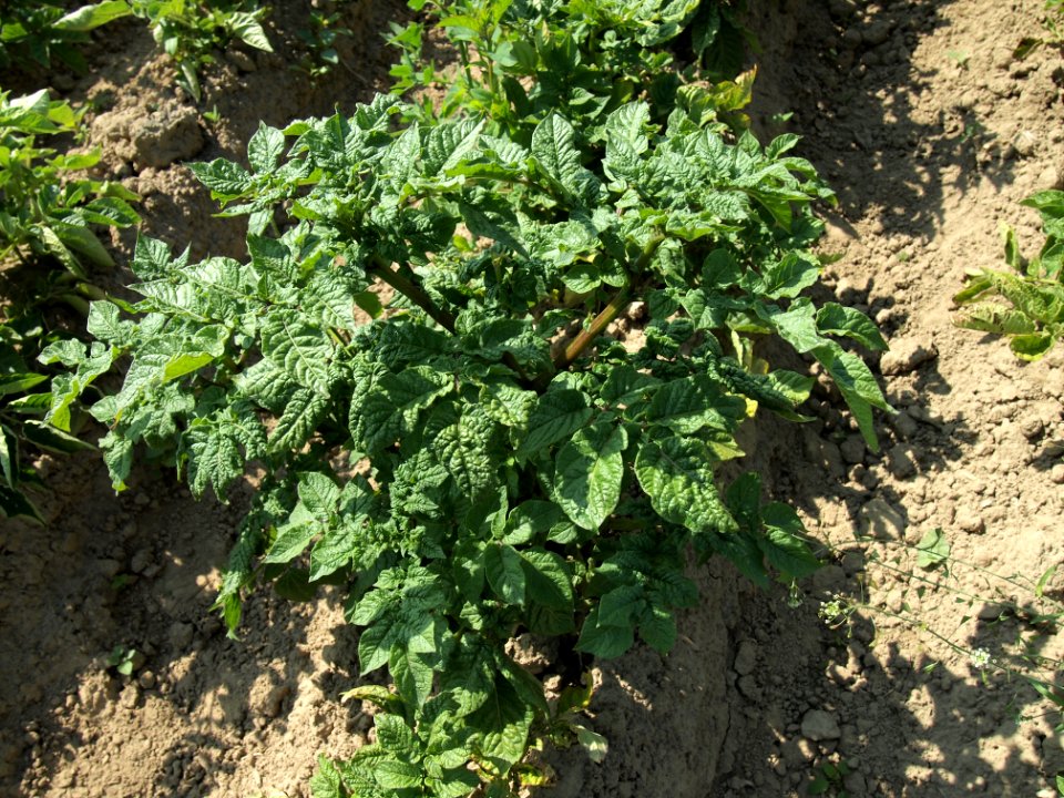 Solanum tuberosum Blaue Viola (02)