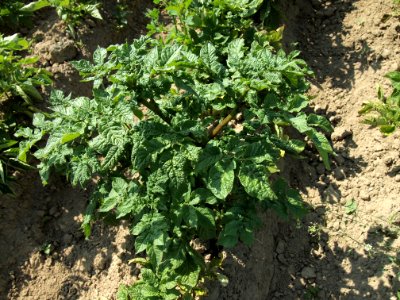 Solanum tuberosum Blaue Viola (02)
