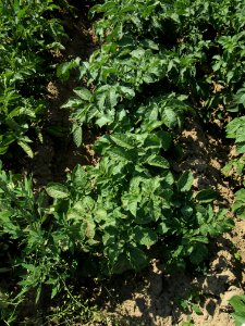 Solanum tuberosum Blue Christie
