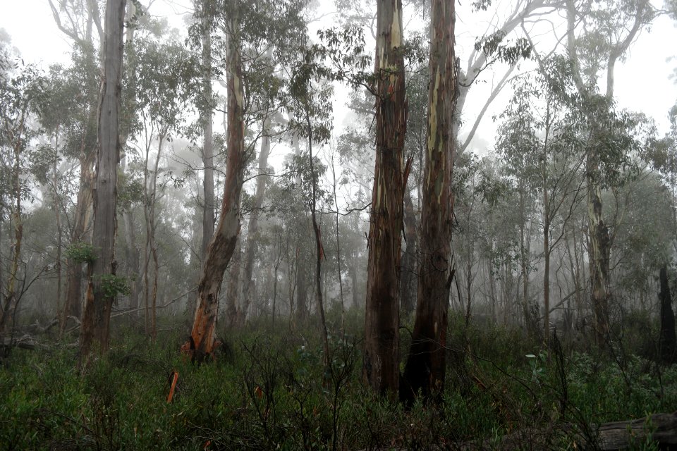 Square Rock Walking Track, Namadgi National Park 78
