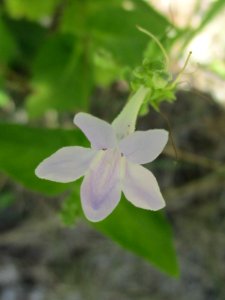 Small Chinese violet (Asystasia gangetica subsp micrantha) flower 2