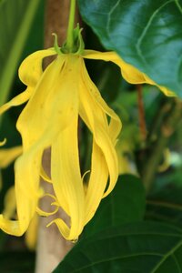 Yellow antique flower nature