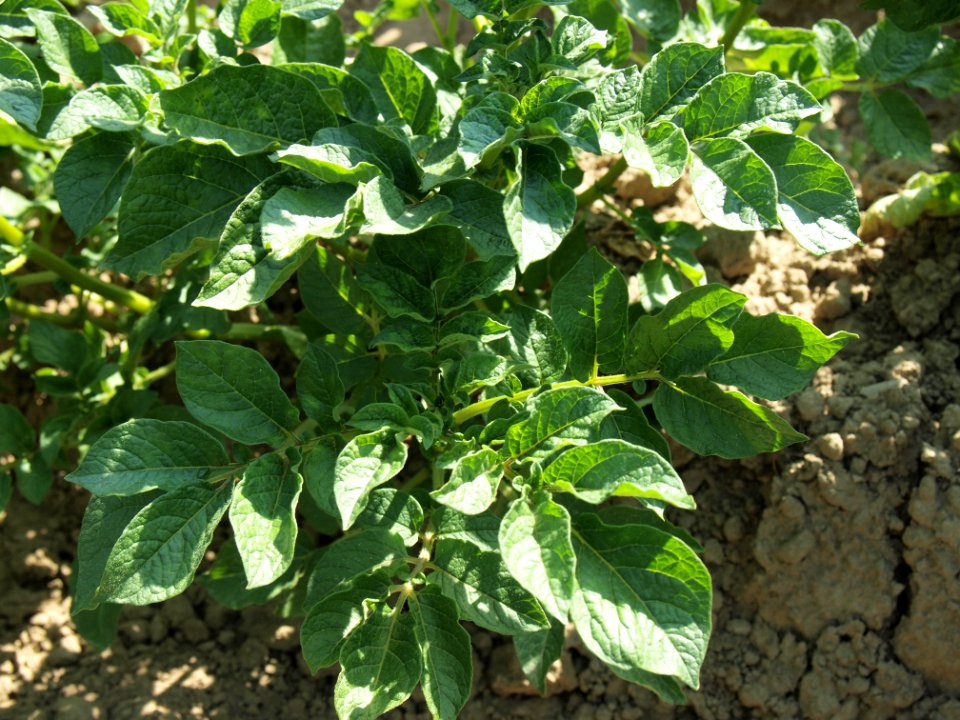 Solanum tuberosum Linzer Rose (02)