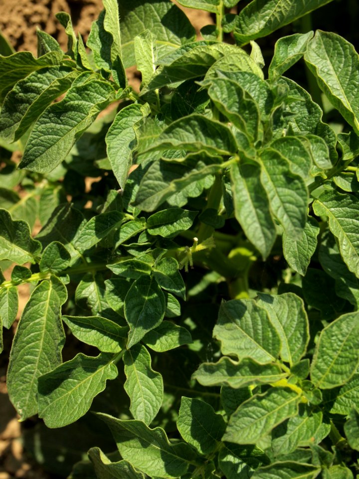 Solanum tuberosum Dos Color