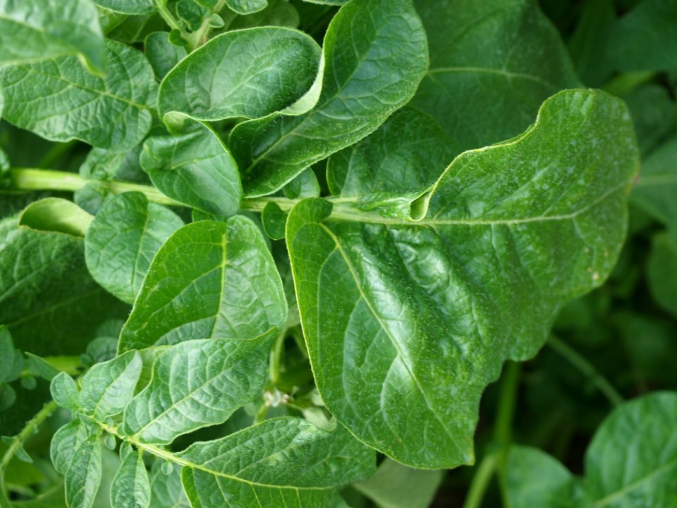 Solanum tuberosum Linzer Delikatess (03)