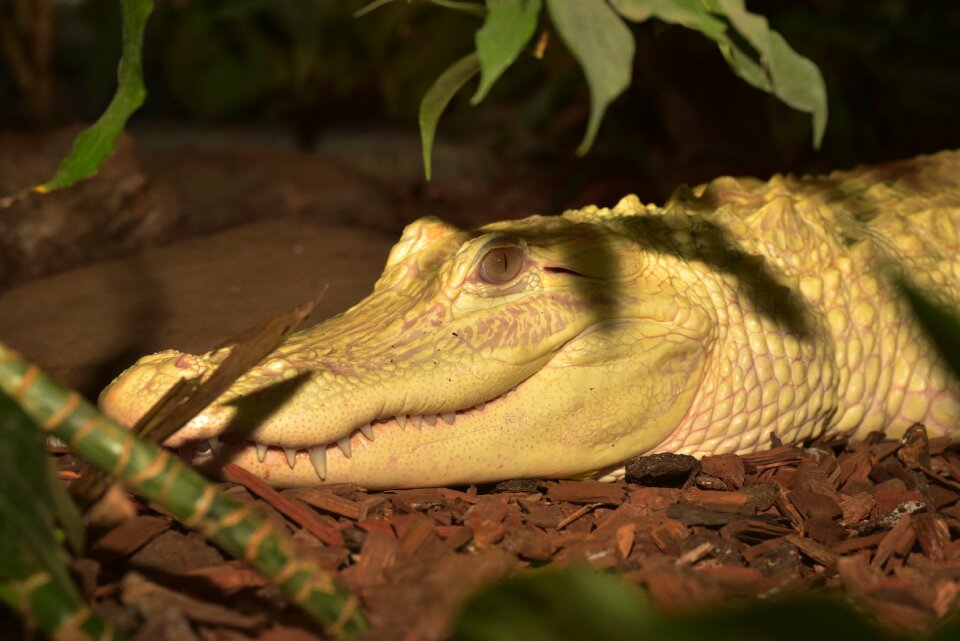 Animal lizard creature