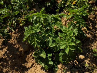 Solanum tuberosum Hela