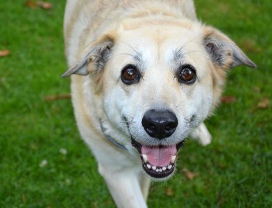 Animal doggie portrait photo