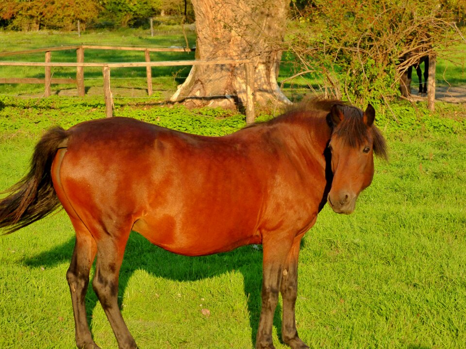 Animal grazing nature