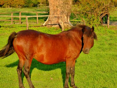 Animal grazing nature