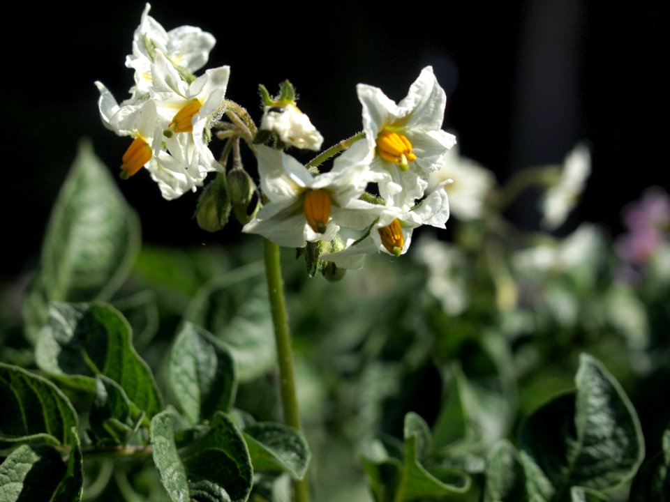 Solanum tuberosum Edzell Blue (04)