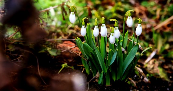 Snowdrops Trespassing My Garden (200383139)