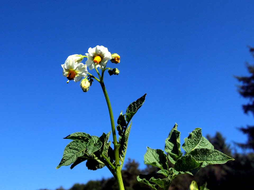 Solanum tuberosum Industrie (04)
