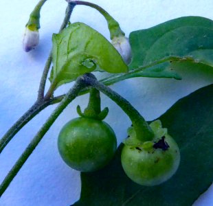 Solanum opacum3 by Peter de Lange