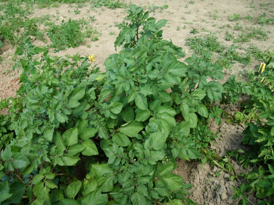 Solanum tuberosum Cheyenne (02)