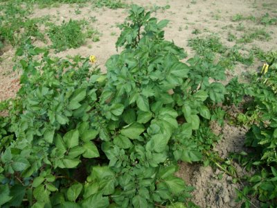 Solanum tuberosum Cheyenne (02)