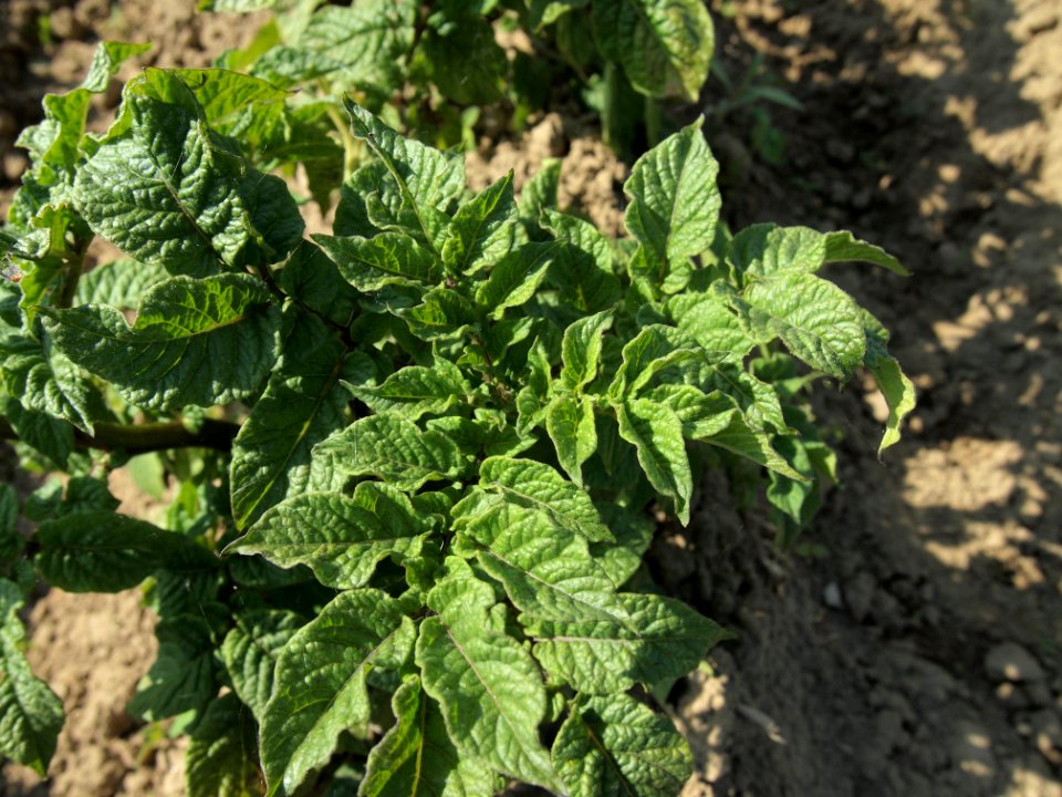Solanum tuberosum Blauer Schwede