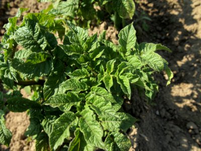 Solanum tuberosum Blauer Schwede