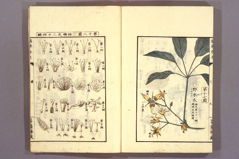 Shokugaku keigen by Udagawa Yoan. Edo Suharaya Ihachi, etc., 1837 - 055-015l
