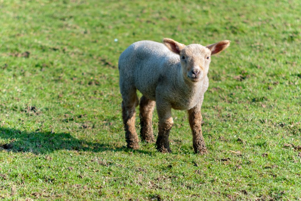 Prairie sheep lambs