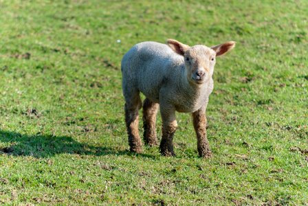 Prairie sheep lambs