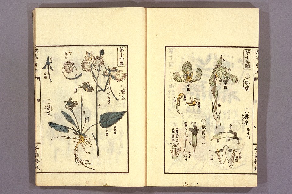 Shokugaku keigen by Udagawa Yoan. Edo Suharaya Ihachi, etc., 1837 - 055-013l