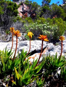 Silvermine Aloe commixta - CT 7