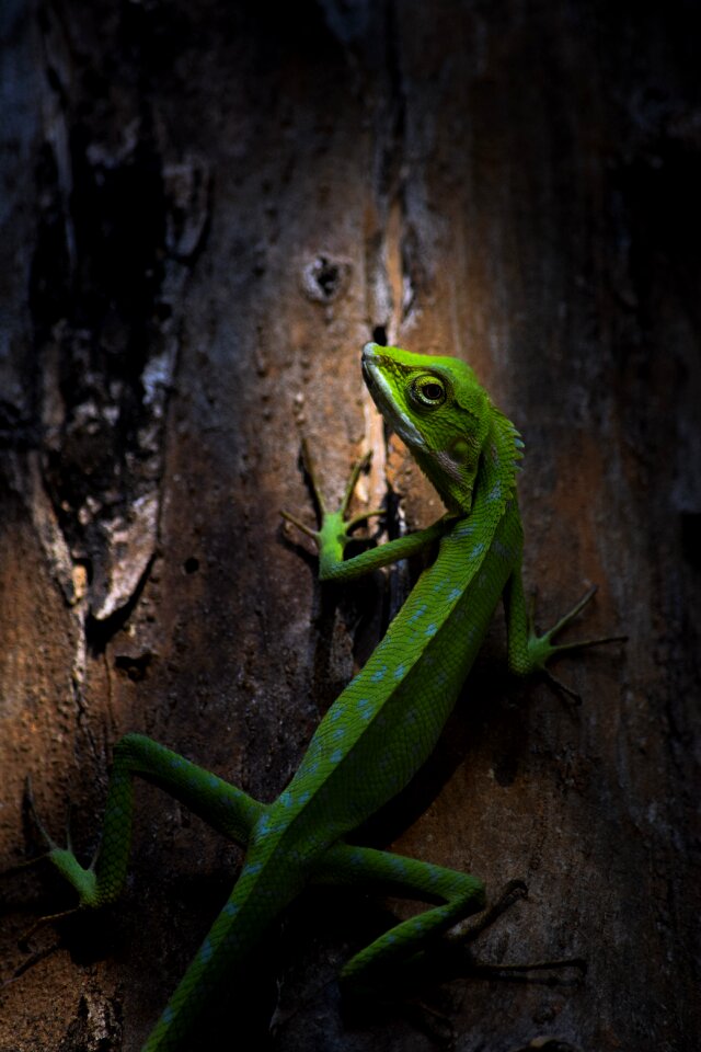 Nature reptile green