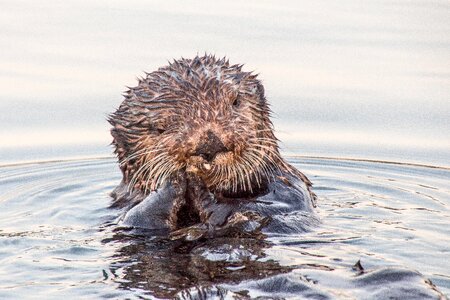 Wildlife waters nature
