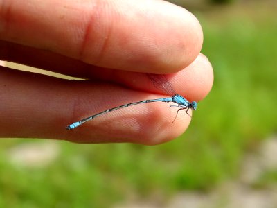 Slender bluet 14592482 jul 21 2018