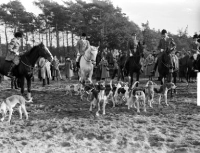 Sint Hubertusjacht bij Amersfoort jagermeester Prins Bernhard , koningin Juliana, Bestanddeelnr 903-6970