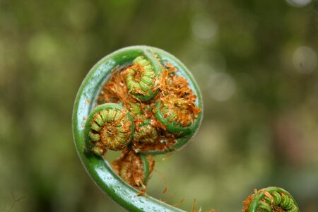 Fern nature green