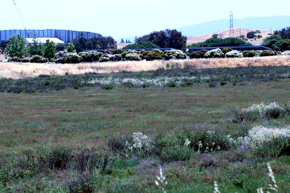 Shoreline Park Mountain View California Salt marsh IMG 2359