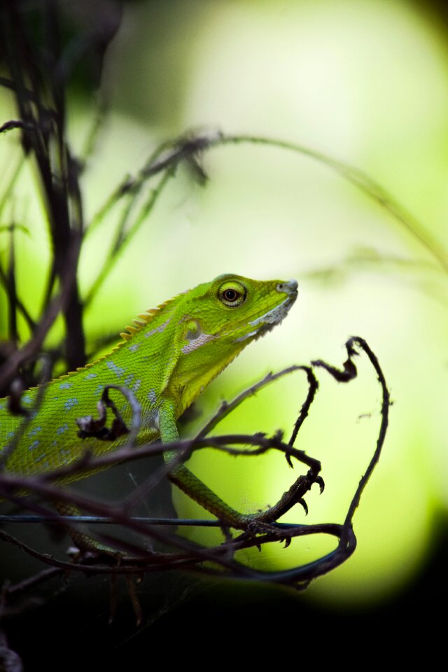 Reptile nature green