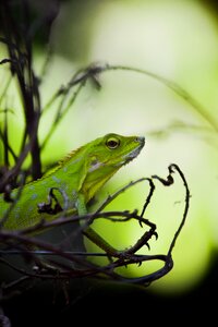 Reptile nature green