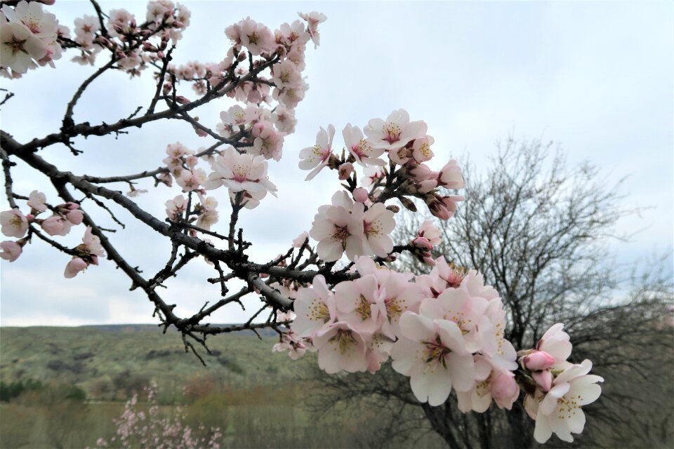 Flower current season nature