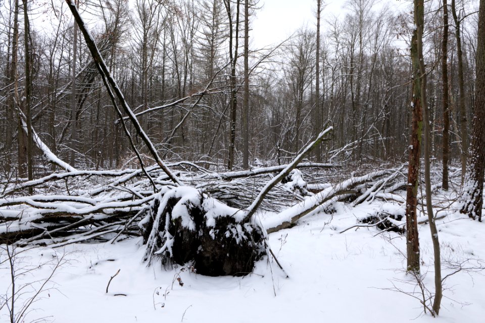 Spandauer Forst with snow 2021-02-09 03