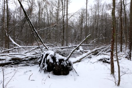 Spandauer Forst with snow 2021-02-09 03