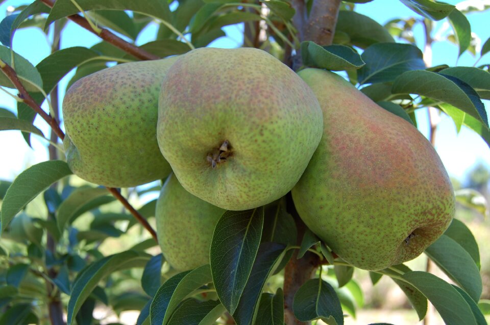Pears fruits organic fruits