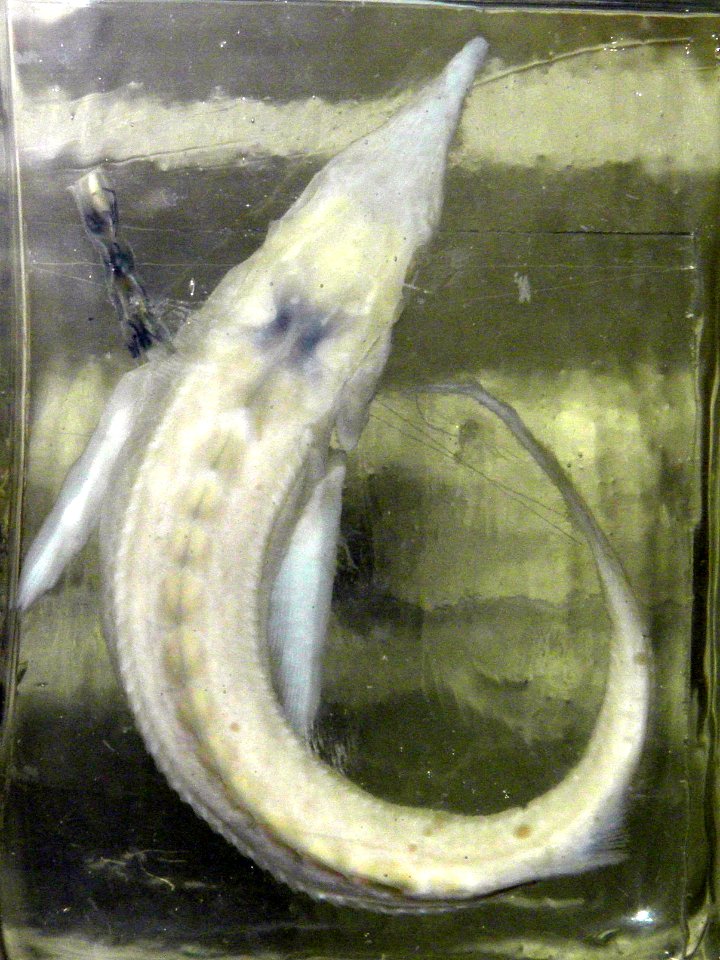 Sterlet (albino)