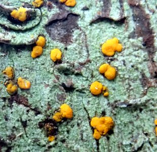 Stirtoniella kelica 92755917
