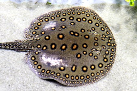 Stingray IMG 7142