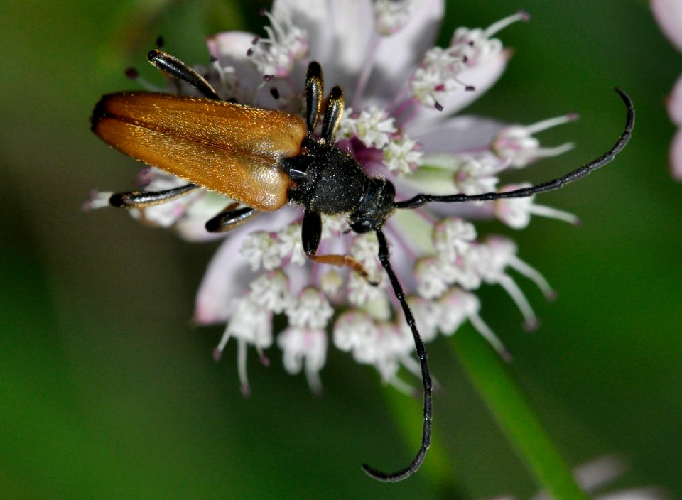 Stictoleptura-rubra-06-fws